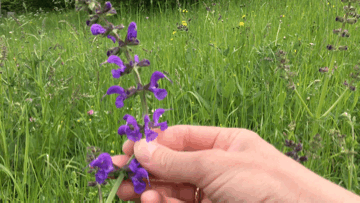 Salbei in Wiese